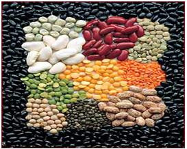 different kinds of seeds 02